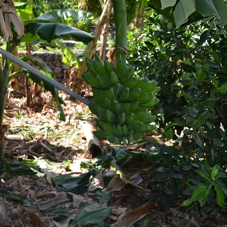 Tia Rita La Gomera فاليهيرموسو